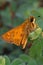 Skipper butterfly on leaf