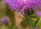 Skipper butterfly perhaps Polites mystic, the long dash skipper butterfly on purple flower.