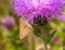 Skipper butterfly perhaps Polites mystic, the long dash skipper butterfly on purple flower.