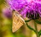 Skipper butterfly perhaps Polites mystic, the long dash skipper butterfly on purple flower.