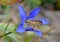 Skipper Butterfly on Pine barrens Gentian