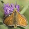 A skipper butterfly on a purple flower on southampton common