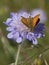 Skipper butterfly on scabious flower