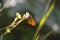 Skipper butterfly, tiny copper moth on a purple flower