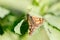 Skipper diurnal butterfly from Hesperiidae family close up macro