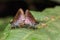Skipper (Hesperiidae) butterflies mating