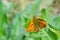 Skipper (Hesperiidae) butterfly