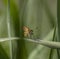 Skipper Hesperiidae on green reeds in a meadow