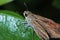 A skipper on a leaf