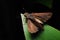 Skipper On A Leaf