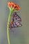 Skipper moth mating on a flower