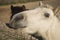 Skirian horses, Skiros, northern Sporades, Greece