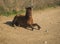 Skirian horses, Skiros, northern Sporades, Greece