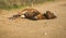 Skirian horses, Skiros, northern Sporades, Greece