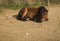 Skirian horses, Skiros, northern Sporades, Greece