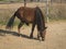 Skirian horses, Skiros, northern Sporades, Greece