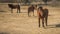 Skirian horses, Skiros, northern Sporades, Greece