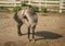 Skirian horses, Skiros, northern Sporades, Greece