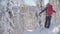 Skitour in Siberia. A man standing on the peak in a snowy forest.