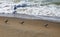 Skittering birds on beach