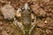 Skittering Frog\\\'s Dorsal View, Satara, India