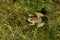 Skittering frog top view, Euphlyctis cyanophlyctis, Satara