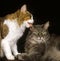 Skogkatt Domestic Cat, Adult licking against Black Background, Grooming