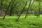 Skokie Lagoons Floodplain Forest  701763