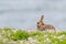 Skomer Island rabbit