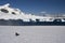 Skua, antarctica