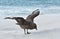 Skua bird on the Falkland Islands