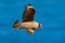 Skua flight. Brown skua, Catharacta antarctica, water bird flying above the sea., evening light, Argentina. Bird fly with blue oce