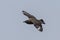 Skua in flight in Scotland Higlands over sea