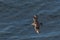 Skua in flight in Scotland Higlands over sea