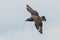 Skua in flight in Scotland Higlands over sea