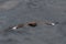 Skua in flight in Scotland Higlands over sea