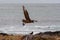 Skua flying