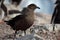 Skua in gentoo penguin colony, Antarctica