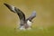 Skua in the grass with open wing, landing. Marine bird Arctic Skua, Stercorarius parasiticus, sitting in the grass. Bird in the