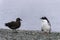 Skua, meet Gentoo Penguin, Antarctica