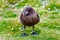 Skua standing on meadow in South Georgia