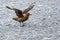 Skua standing on stones with spreaded wings at beach in South Georgia