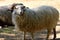 Skudde , one of the oldest domestic sheep breeds