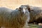 Skudde one of the oldest domestic sheep breeds