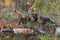 Skulk of Foxes Vulpes vulpes Watch on Weedy Autumn Island