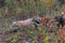 Skulk of Red Fox Vulpes vulpes Runs Left Autumn