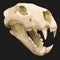 Skull of ancient animal, prehistoric fossil