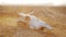 Skull of a bull in the field on sunset during sandstorm