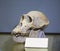 The skull of the chimpanzee, Pan troglodytes Blumenbach, gray, side view, white nameplate for writing. Osteology