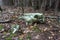 A skull of a cow covered with moss in an autumnal, gloomy forest